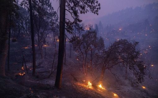 В РФ горят сибирские леса