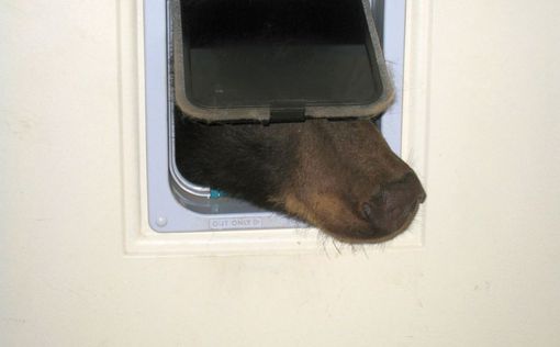 Медведь застрял в кошачьей двери в США