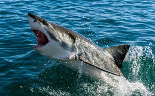 Египет: спасатели посмеялись над словами туристов об акуле