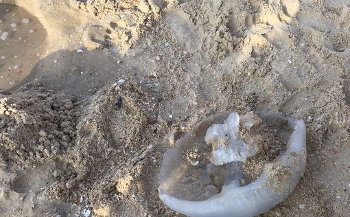 Полчища медуз - на пути к берегам Израиля