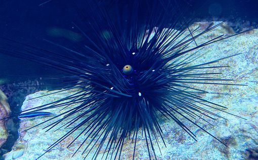 Массовая гибель морских ежей угрожает уничтожить коралловый риф Эйлата