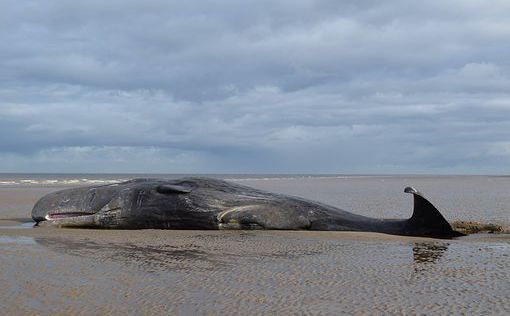 В Аргентине обнаружили 18 мертвых китов