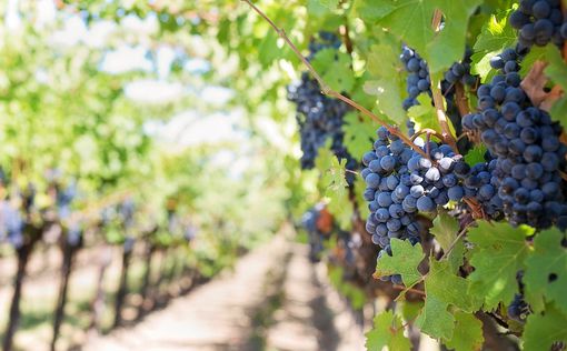 Израиль – один из центров происхождения мировых виноградников