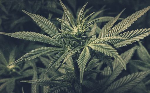 В Великобритании скоро легализуют марихуану