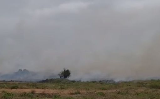 Лесные пожары в Израиле: названа предварительная причина