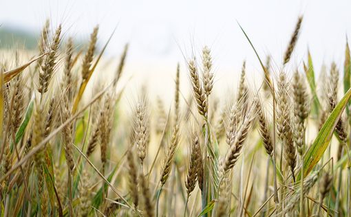 Длительная засуха в Северной Африке привела к рекордному импорту пшеницы