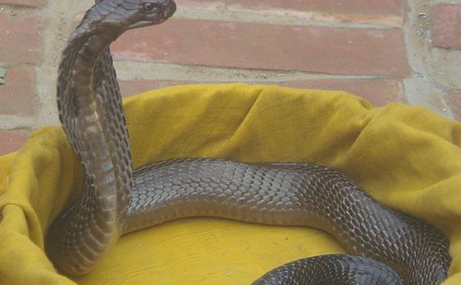 В Таиланде огромная кобра пробралась в дом и испугала семью