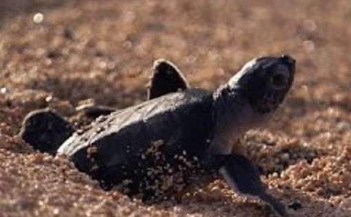В Израиле спасают уникальных черепах на грани вымирания