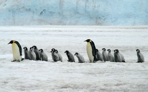 В Антарктиде найдена древнейшая в истории колония пингвинов