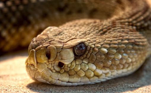 Неожиданные выводы ученых о гремучих змеях: любят "объятия"