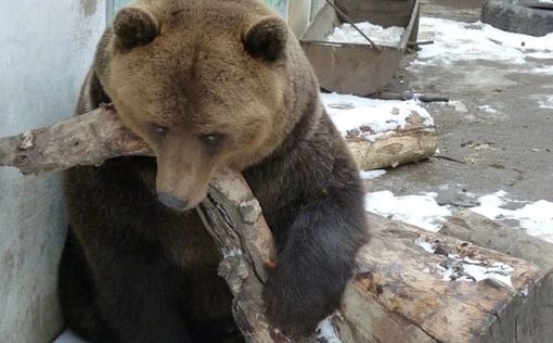 В России из-за глобального потепления проснулись медведи