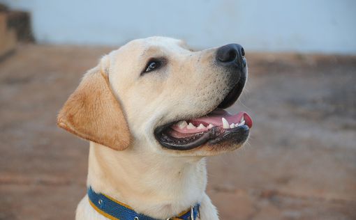Общение с собаками влияет на иммунитет людей – исследование