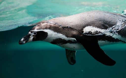 Пингвин нашел спасение от косатки в лодке туристов