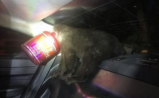 В Колорадо "арестовали" медвежонка, застрявшего в банке