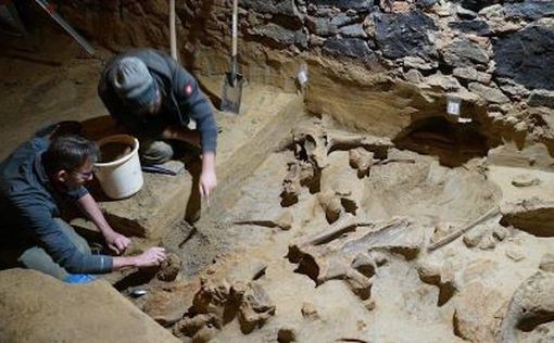 Винодел из Австрии случайно обнаружил в погребе кости мамонтов