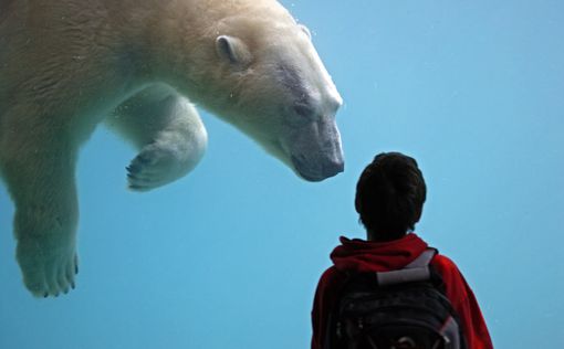 Экологи боятся полного вымирания белых медведей к 2025 году