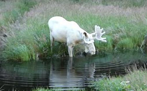 Белый лось-мутант попал на видео в Швеции