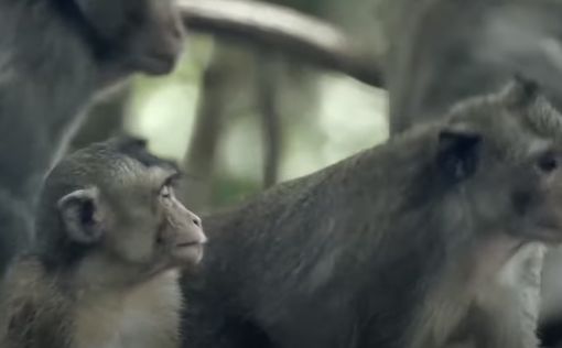 В конституции Базеля возможно закрепят права приматов