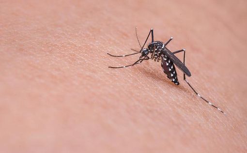 В Араве и Эйлате появились опасные комары