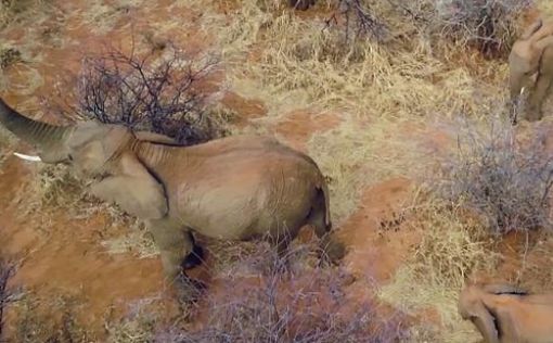 Власти Ботсваны дали добро на охоту на слонов