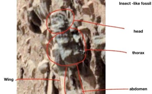 Ученый обнаружил следы насекомых на Марсе